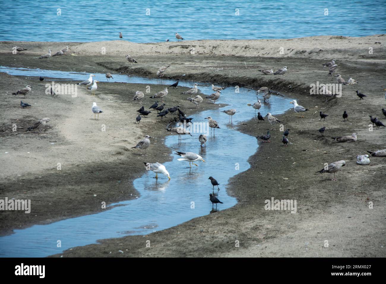 Different kinds of birds and seabirds - Caspian gulls, yellow-legged