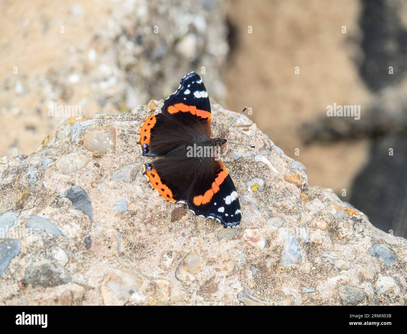 A close up of a red admiral butterfly (Vanessa atalanta) resting on a rock Stock Photo