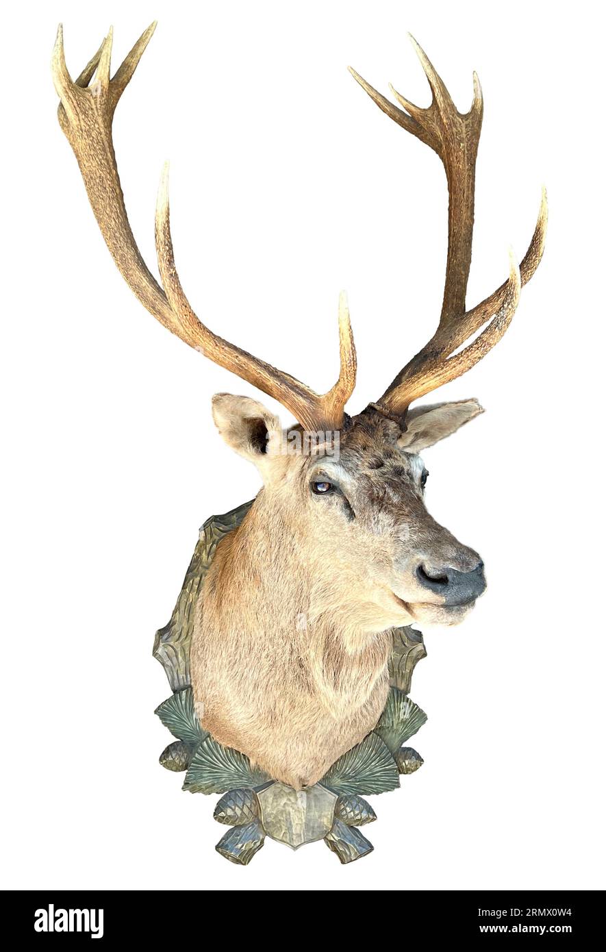 Stuffed red deer, stag head with antlers (Cervus elaphus) on a wooden plate isolated on white background. Stock Photo