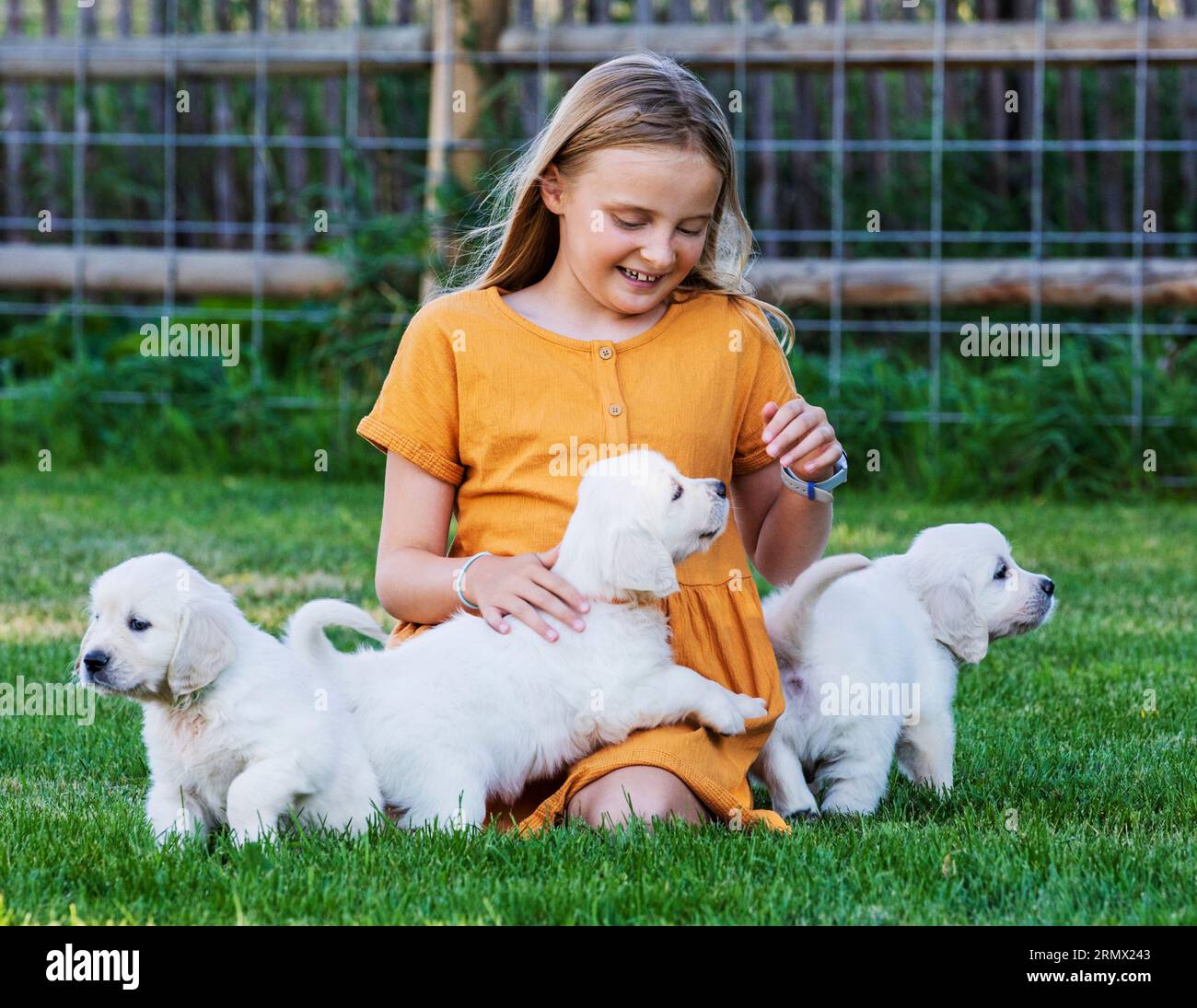 Young girl playing outside on lawn with Platinum, or Cream colored Golden Retriever puppies Stock Photo