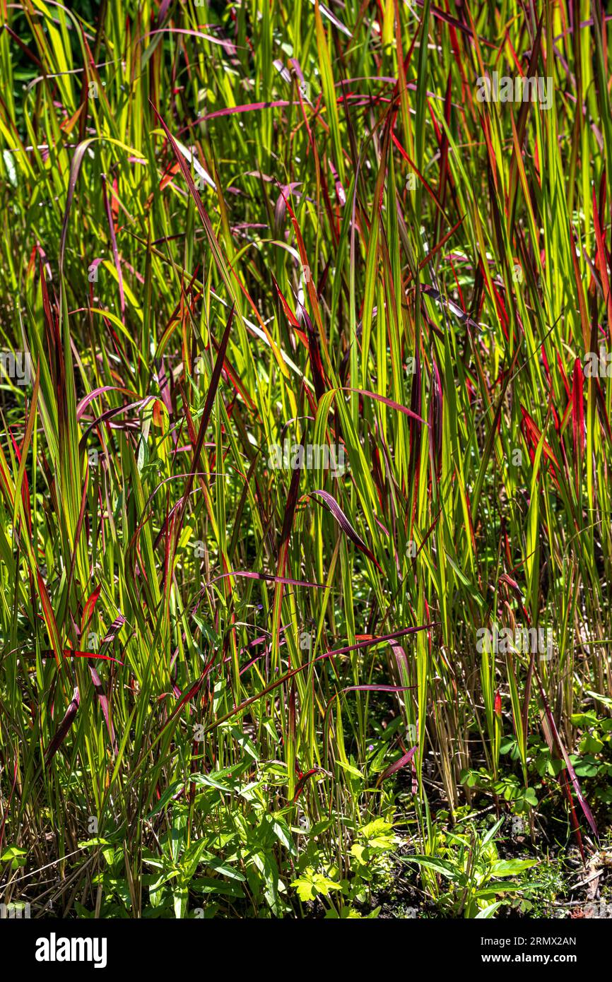 The bright red ornamental grass Imperata cylindrica 'Red Baron', also known  as Japanese Blood Grass, growing in a natural outdoor setting. Selective f  Stock Photo - Alamy