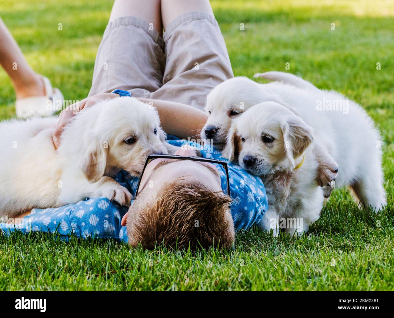 Young boy playing outside on lawn with Platinum, or Cream colored Golden Retriever puppies Stock Photo