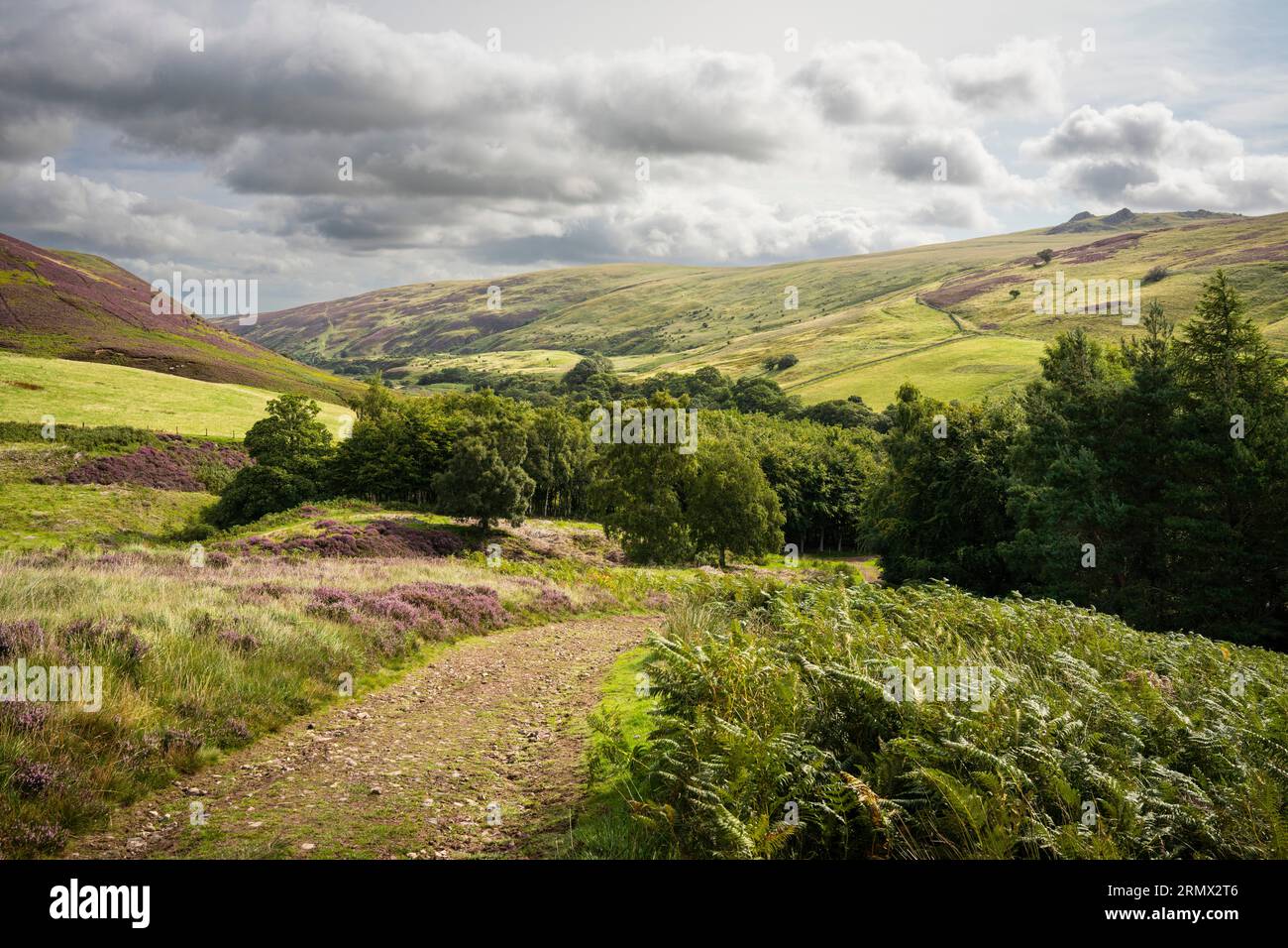 Cheviot Hills, Northumberland - view east across Harthope Valley on footpath to The Cheviot Stock Photo