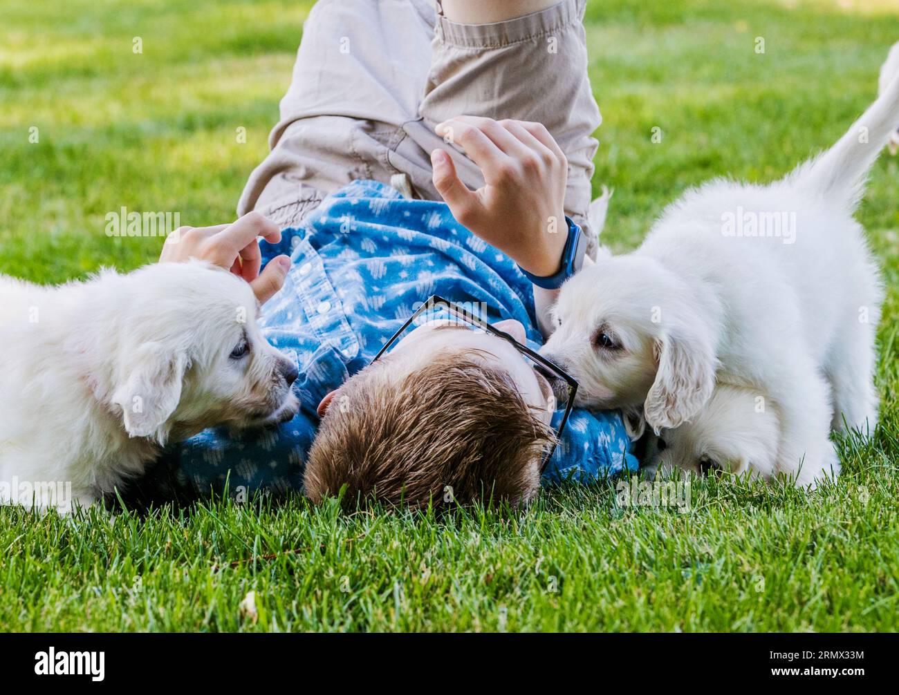 Young boy playing outside on lawn with Platinum, or Cream colored Golden Retriever puppies Stock Photo