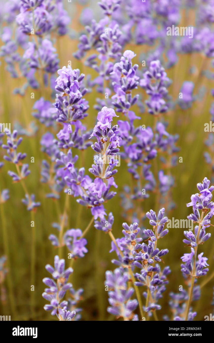 Close up of lavender flowers. Beautiful lavender field, Moldova Stock Photo