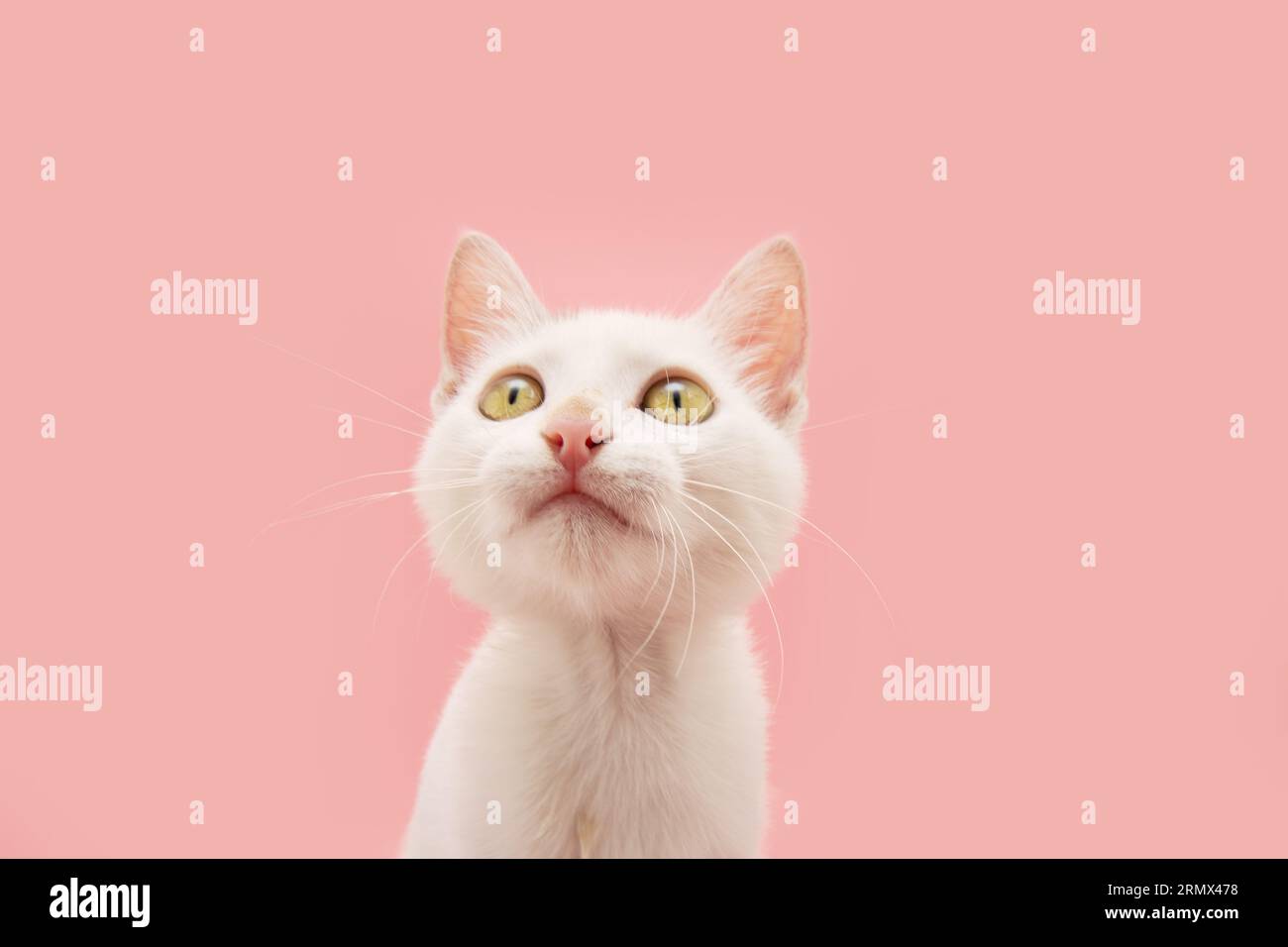 Portrait cute baby cat kitten looking up. Isolated on pink pastel background Stock Photo