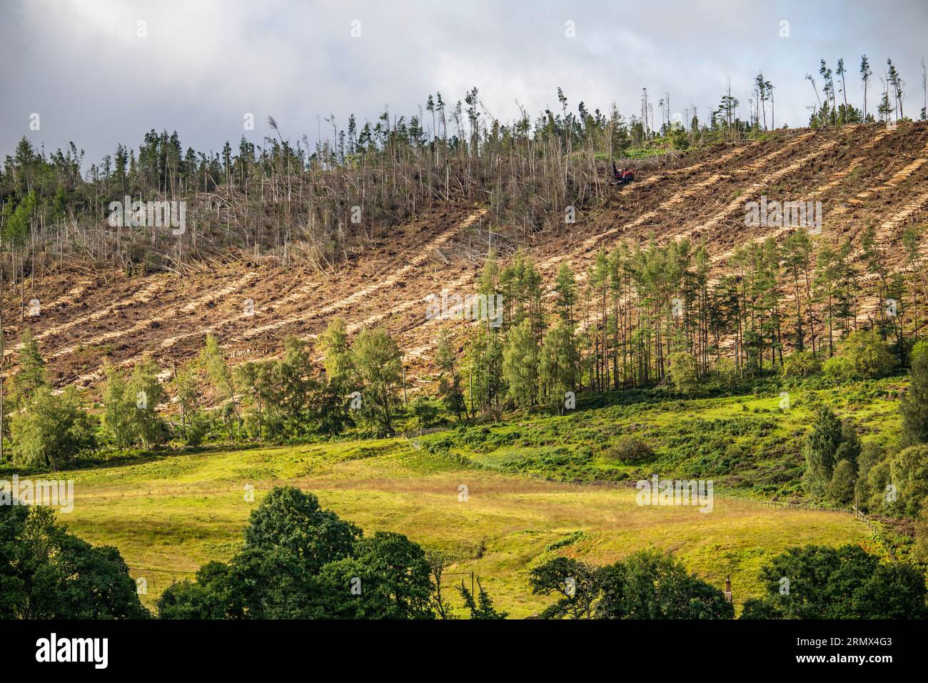 A tree felling machine clears a hillside forestry commission plantatiion near Harbottle, Northumberland, following damage caused by storm Arwen. Stock Photo