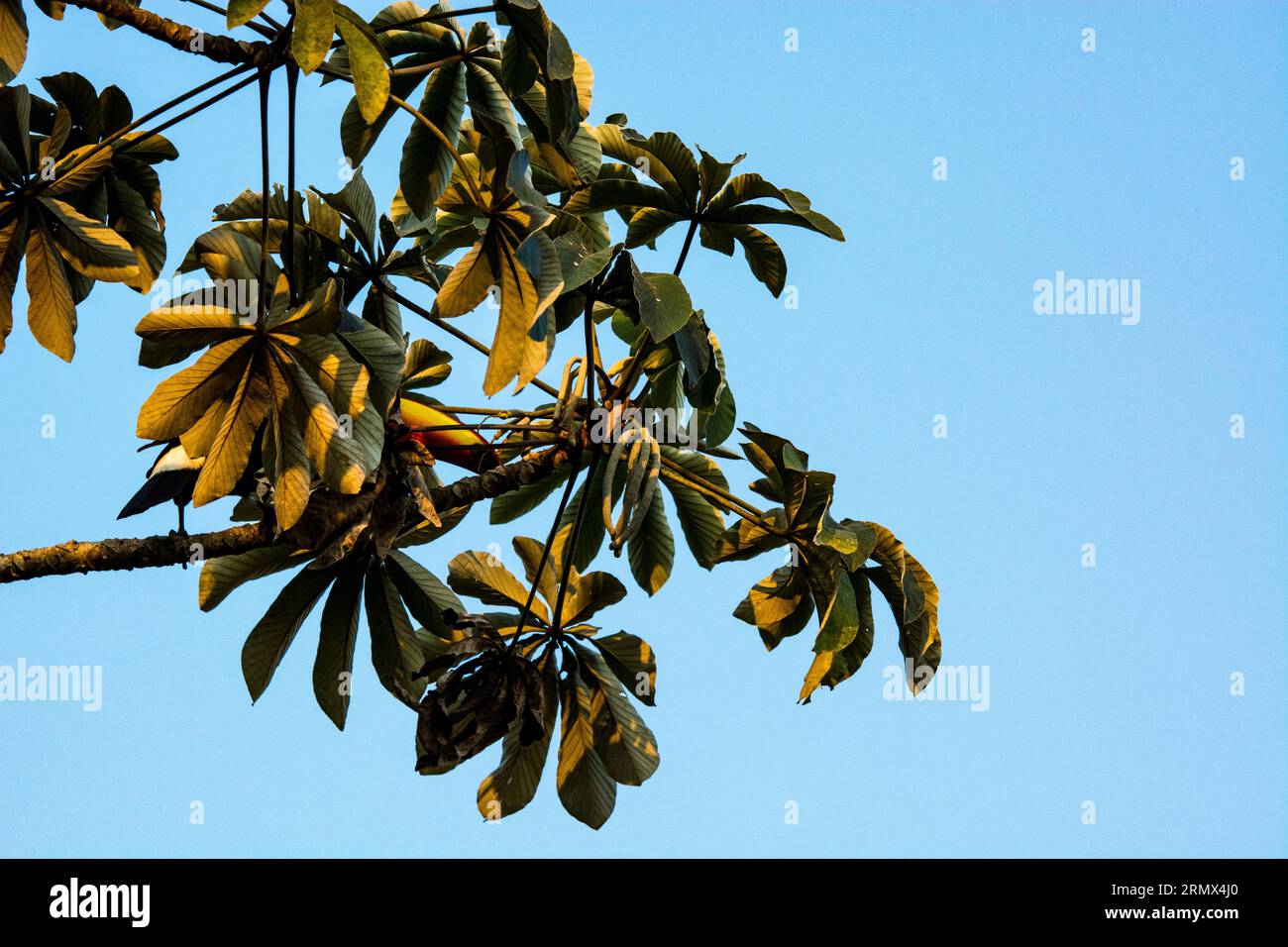 Toco Toucan, Ramphastos toco, hidden away with only large bill showing in a Trumpet or Snakewood tree, Cecropia peltata, in the Pantanal, Brazil Stock Photo