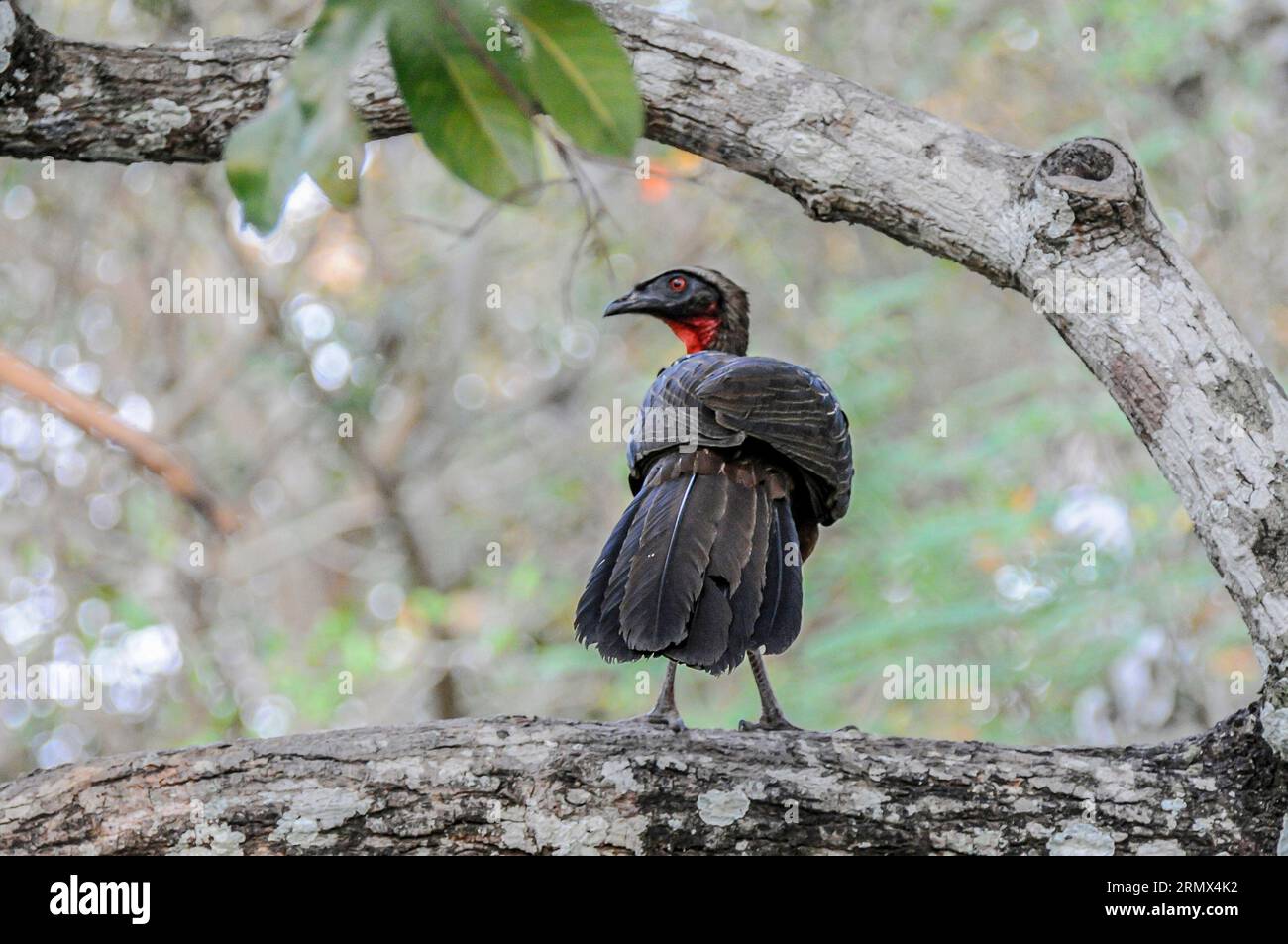 Dusky-legged Guan, Penelope obscura, perching on a branch in the Pantanal, Mato Grosso, Brazil, South America Stock Photo