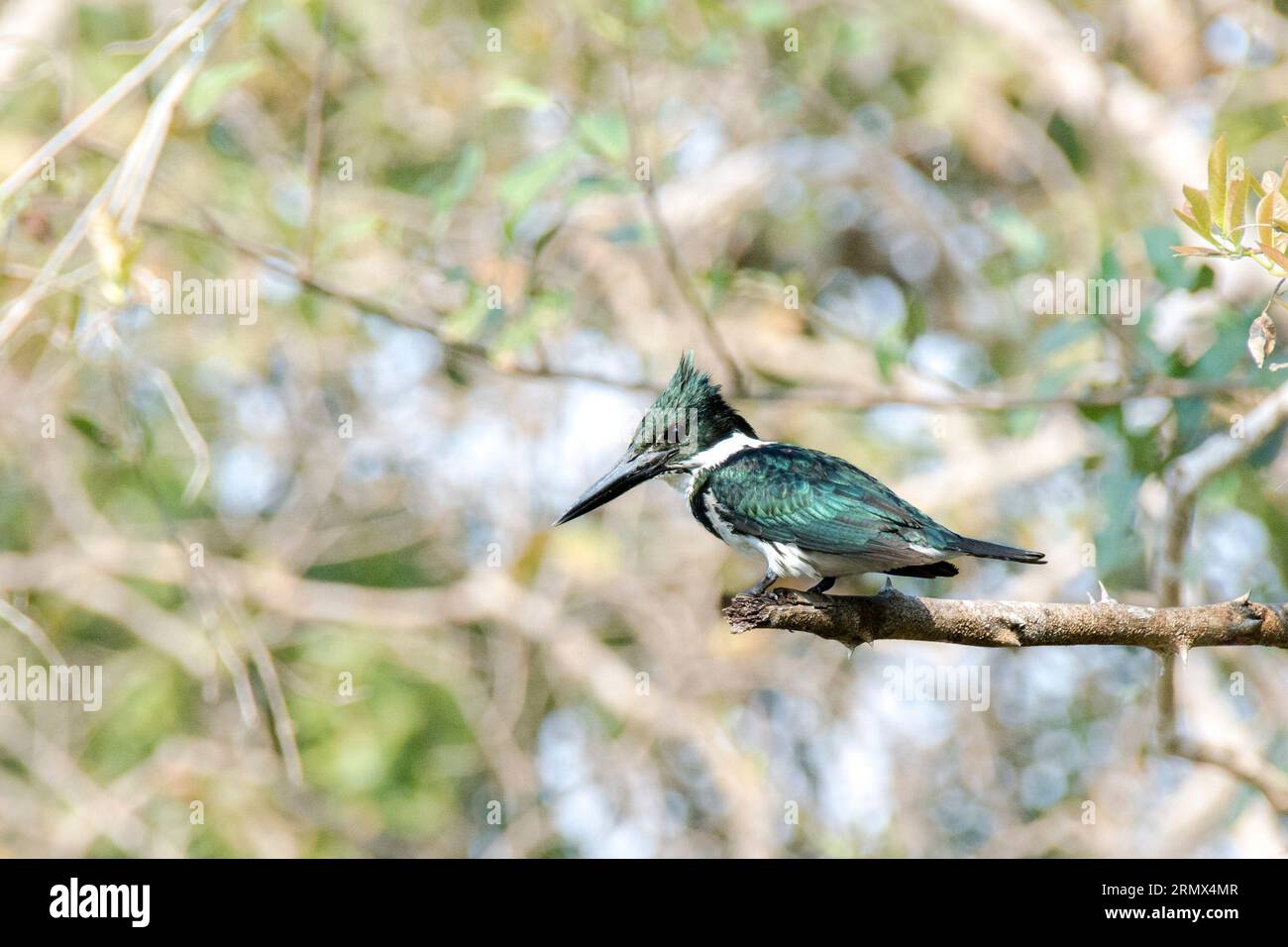 Ringed Kingfisher, Megaceryle torquata, perched on a branch in the Pantanal, Mato Grosso, Brazil, South America Stock Photo