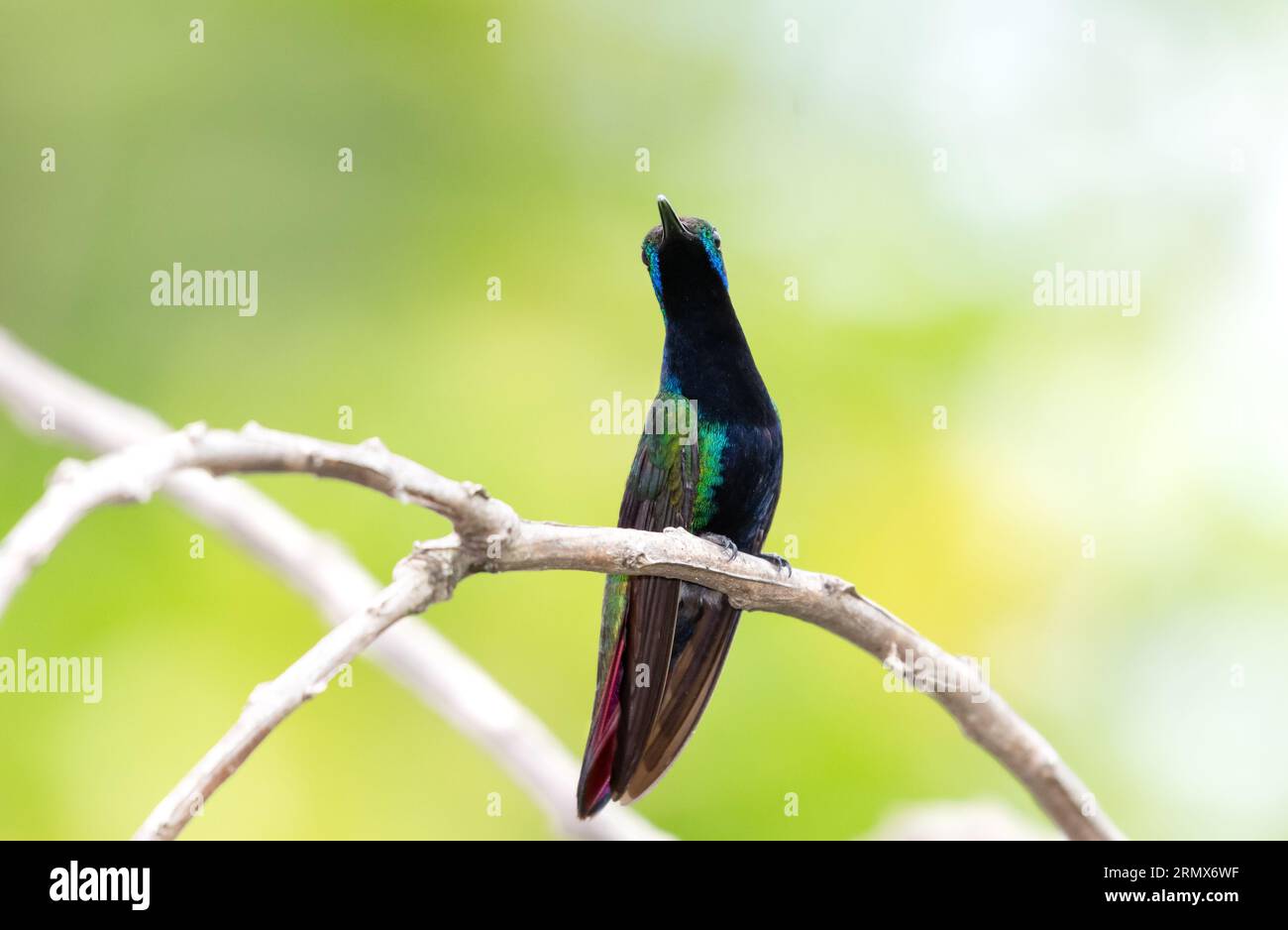 Beautiful Black-throated Mango hummingbird, Anthracothorax Nigricollis,  perching on a twig in warm natural lighting Stock Photo