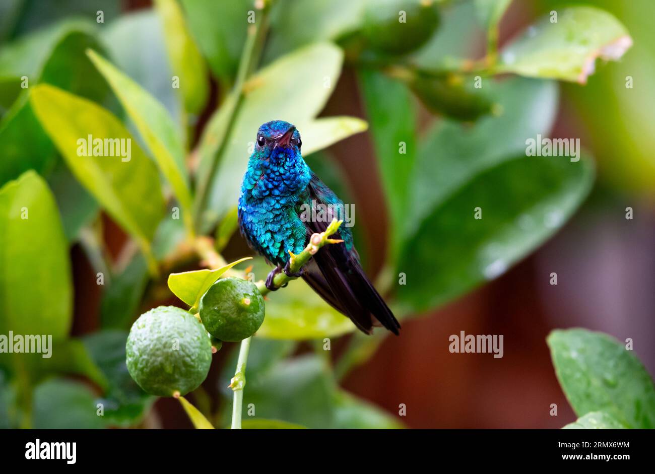 Iridescent Blue chinned hummingbird, Chlorestes notata, perching next to limes in a citrus tree Stock Photo