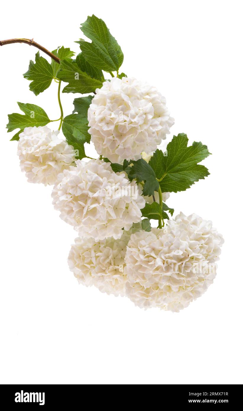 white hydrangea isolated on white background Stock Photo - Alamy