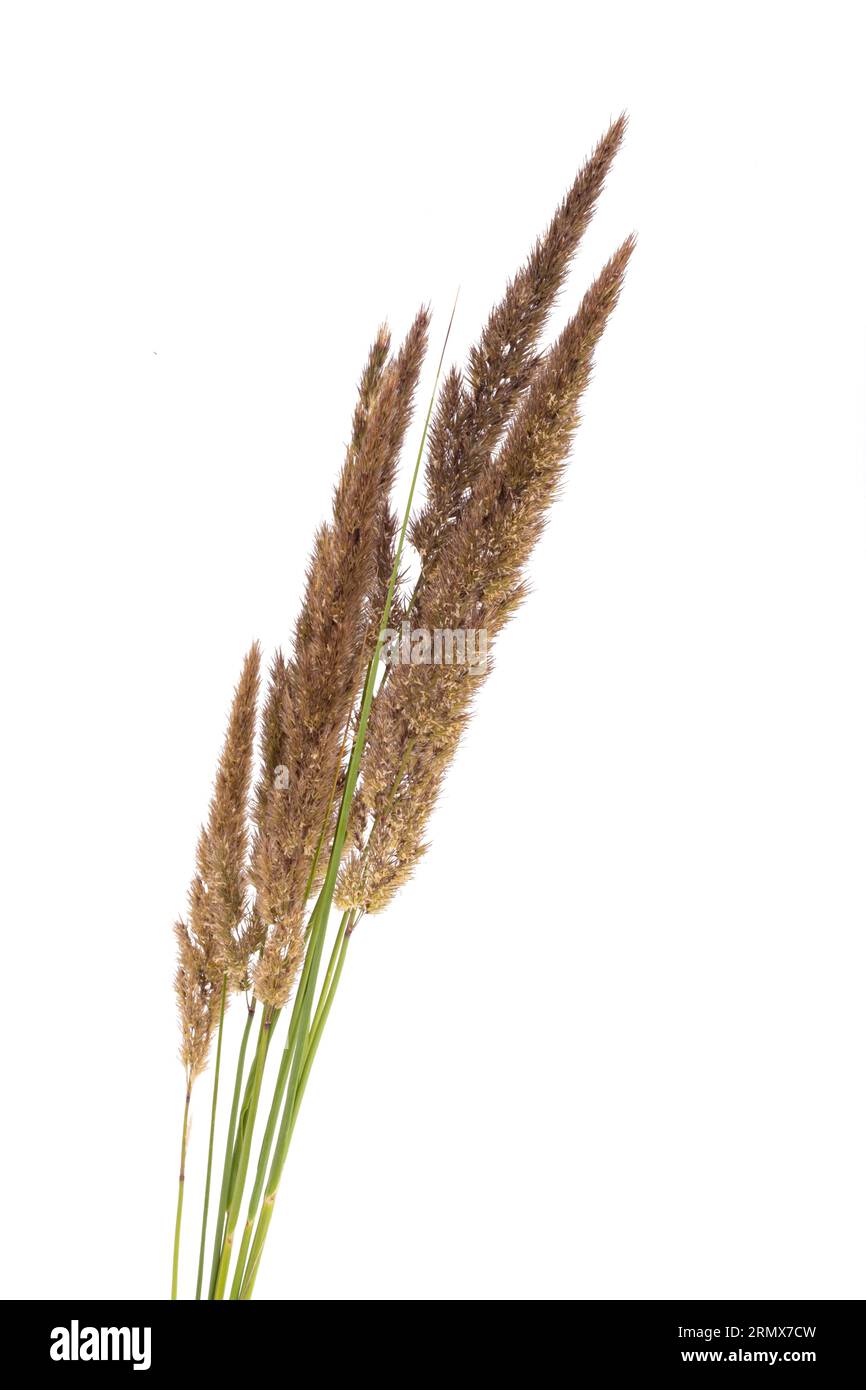 decorative grass isolated on white background Stock Photo - Alamy