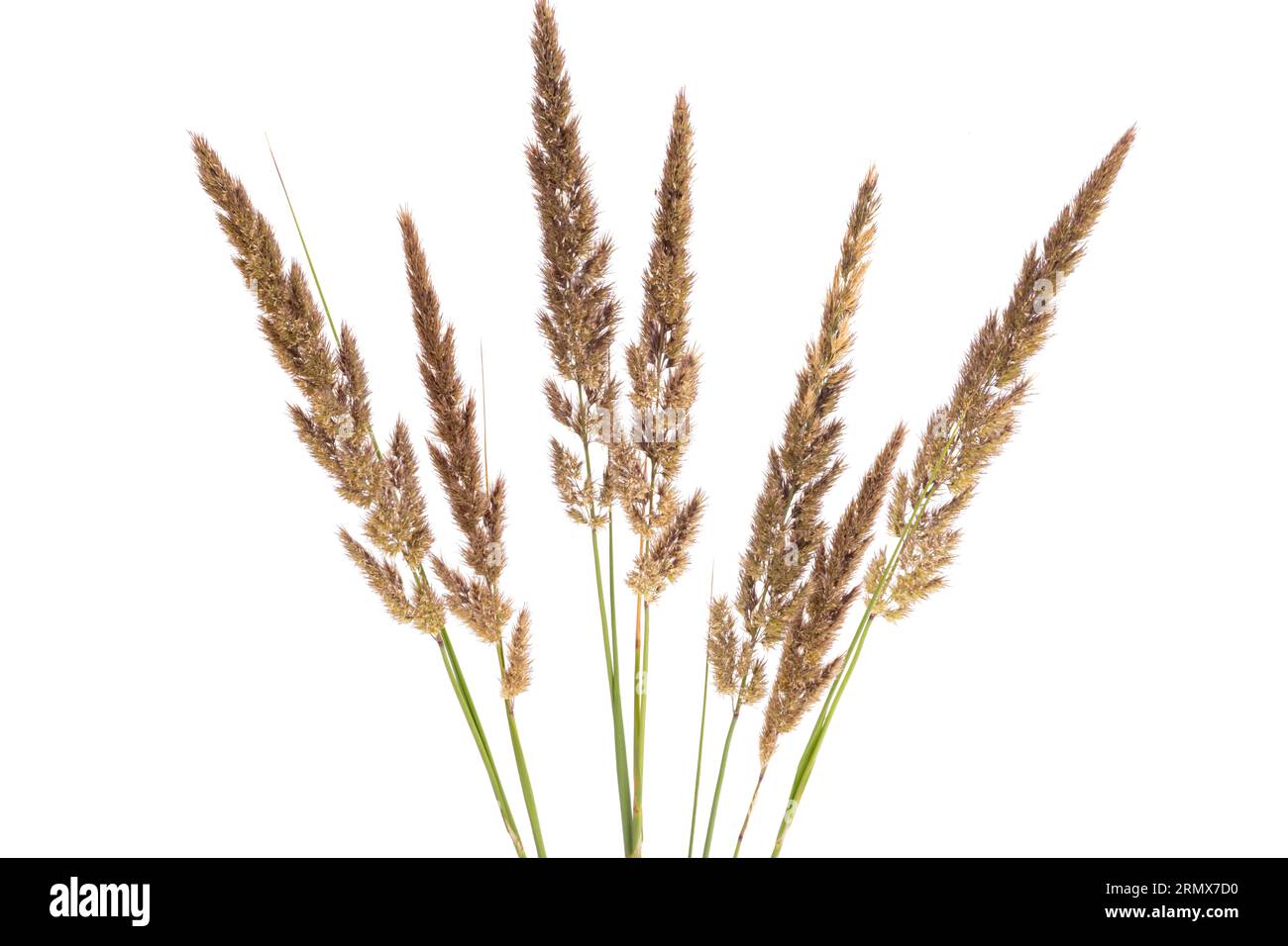 decorative grass isolated on white background Stock Photo - Alamy