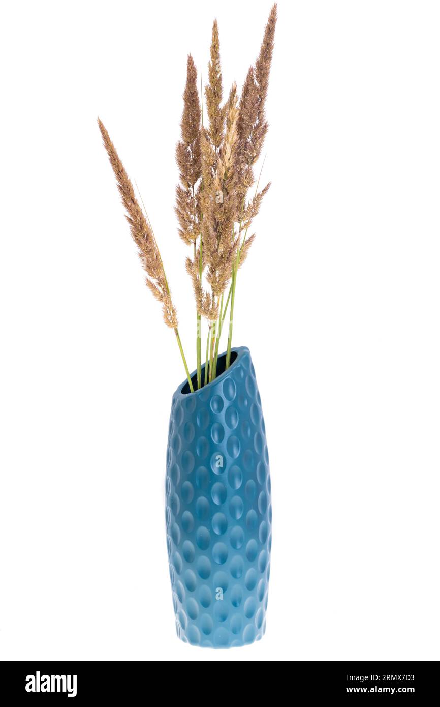 decorative grass isolated on white background Stock Photo - Alamy