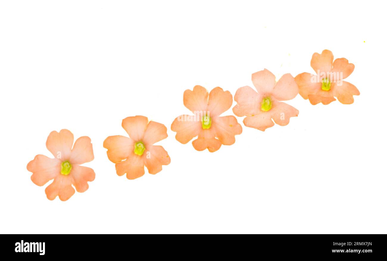 verbena isolated on white background Stock Photo - Alamy