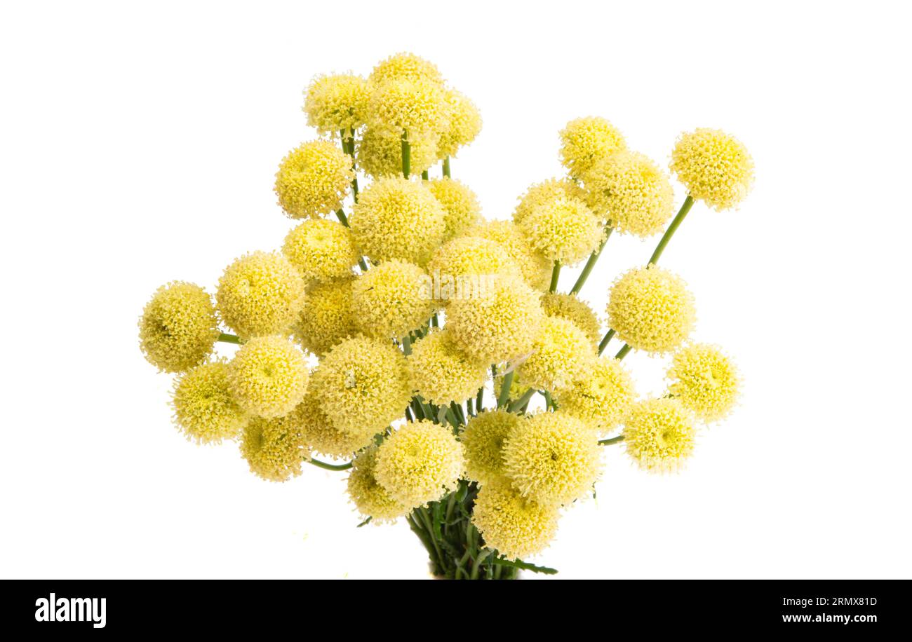 beautiful craspedia flowers on white background Stock Photo