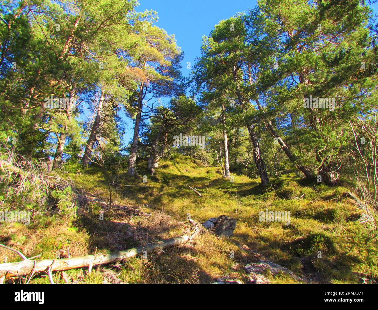 Scenic view of a bright scots pine (Pinus sylvestris) forest in Slovenia mountains with sunlight shining on the forest floor Stock Photo