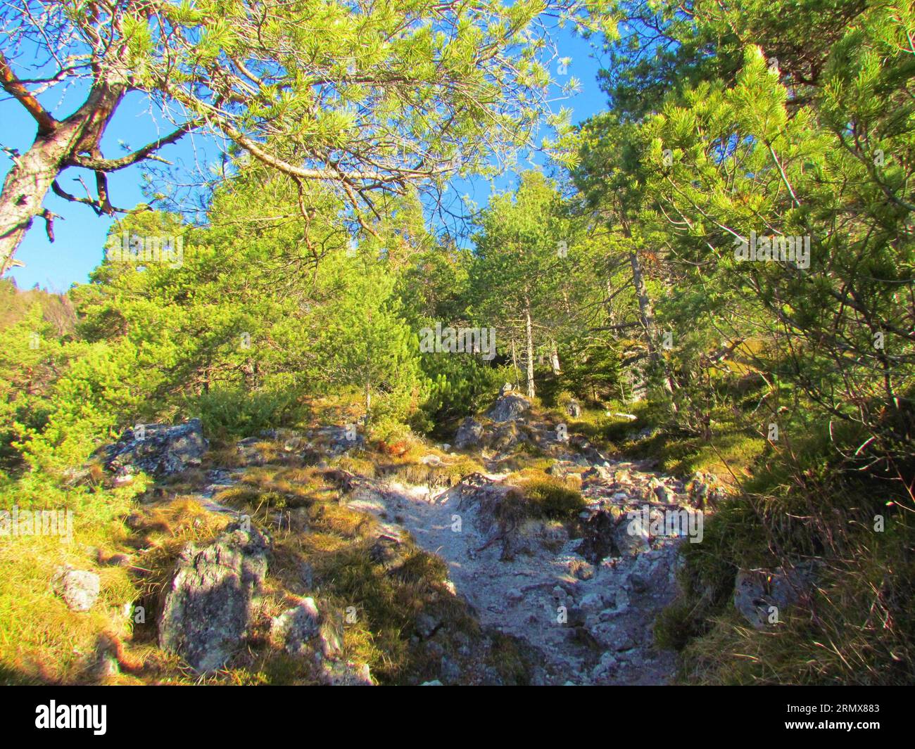 Rocky path going throug a scots pine (Pinus sylvestris) forest with sunlight shining on the forest floor in Slovenia Stock Photo