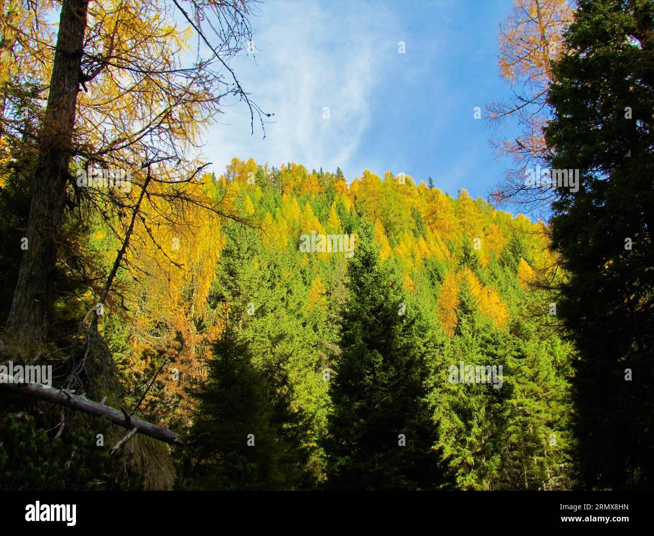 Forest of spruce (Picea abies) and larch (Larix decidua) in autumn with the larch in gold yellow colors in Slovenia Stock Photo