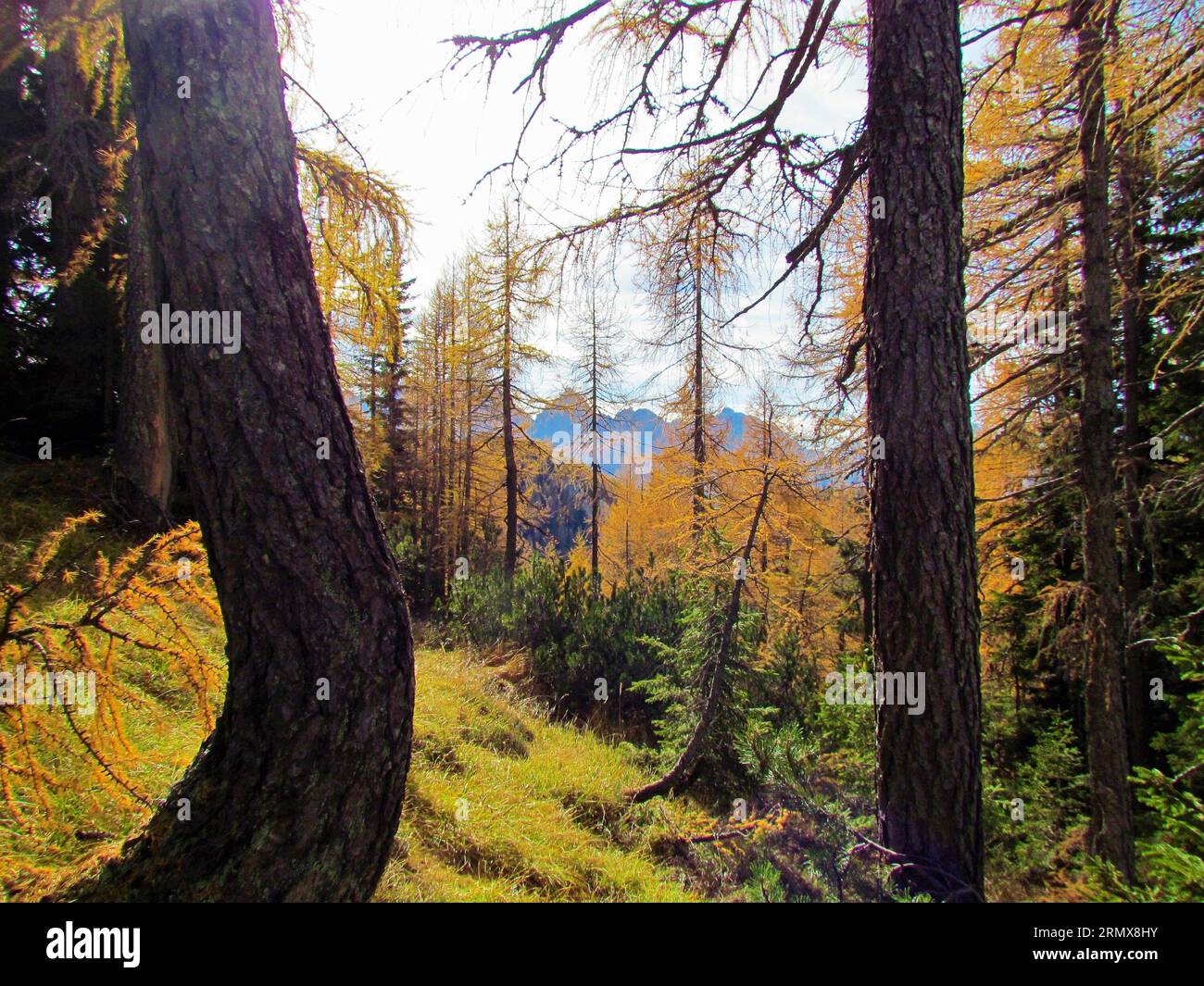 Beautiful orange and golden larch (Larix decidua) forest covering the slopes in mountains in Slovenia Stock Photo