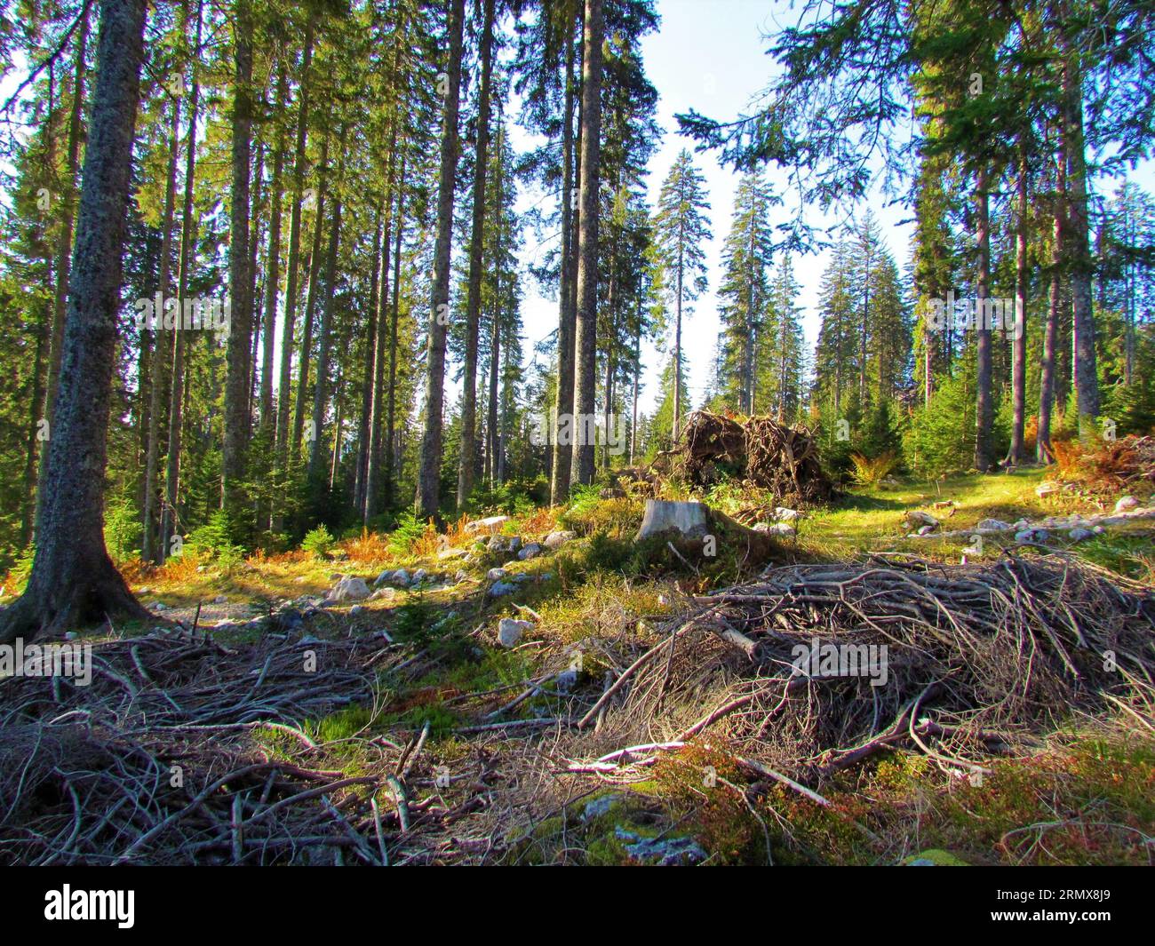 Beautiful spruce (Picea abies) forest on Pokljuka plateau in Triglav national park in Slovenia with the sun shining on the forest floor Stock Photo