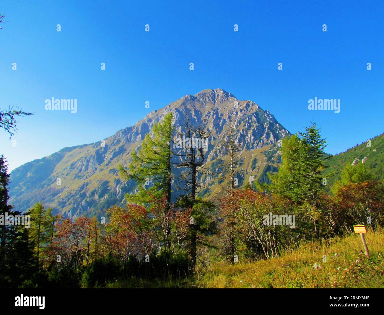 Beautiful scenic view of mountain Storzic in Kamnik-Savinja alps on a clear sunny day with larch (Larix decidua) trees in front from Kalisce in Gorenj Stock Photo