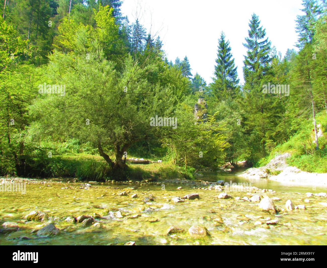 River Iska at the tributary with river Zala in Iski vintgar in Slovenia with white willow (Salix alba) tree on the bank Stock Photo