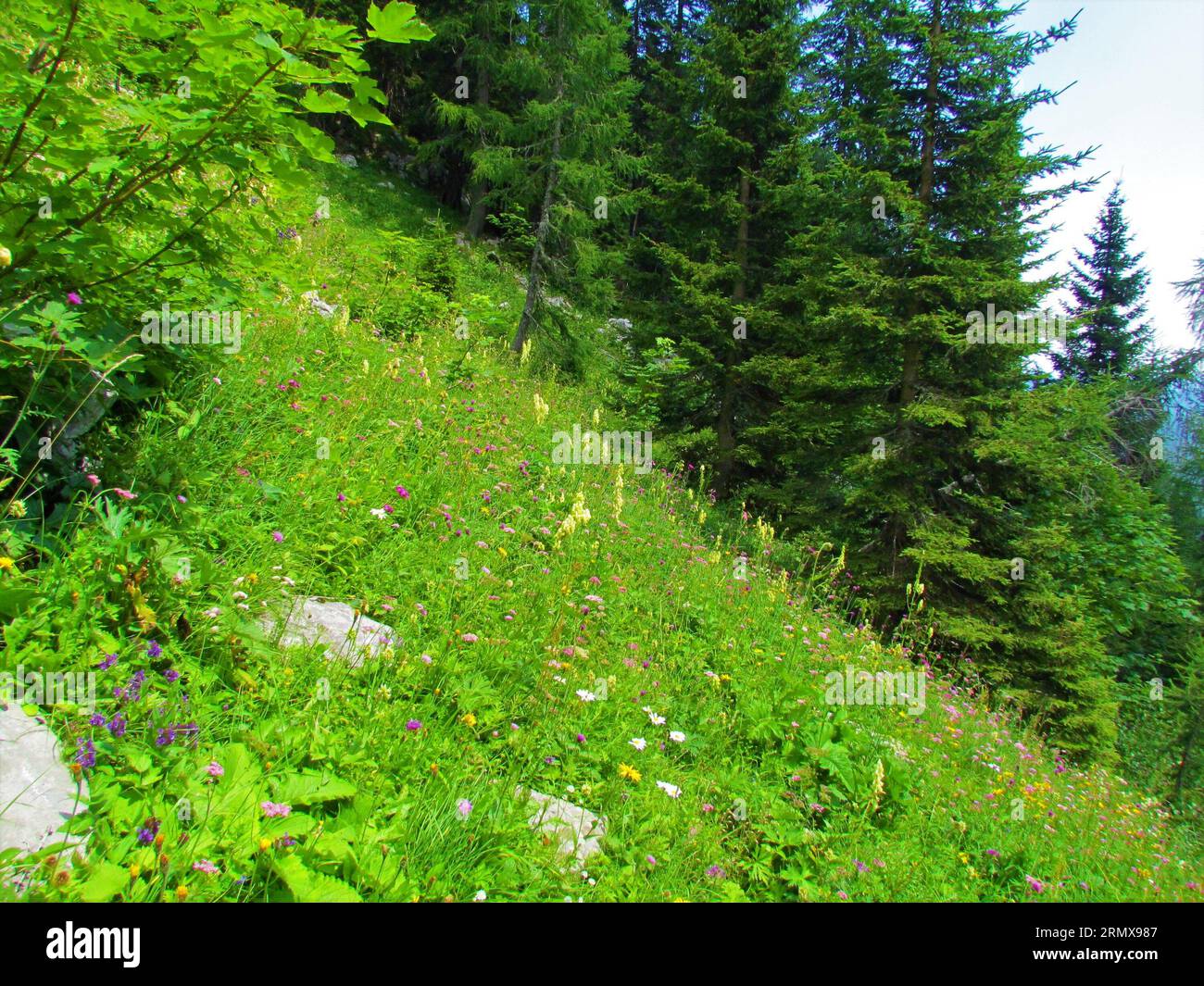 Mountain meadow above Pokljuka in Slovenia full of pink, white and yellow wildflowers incl. northern wolfsbane or wolf's-bane (Aconitum lycoctonum) Stock Photo