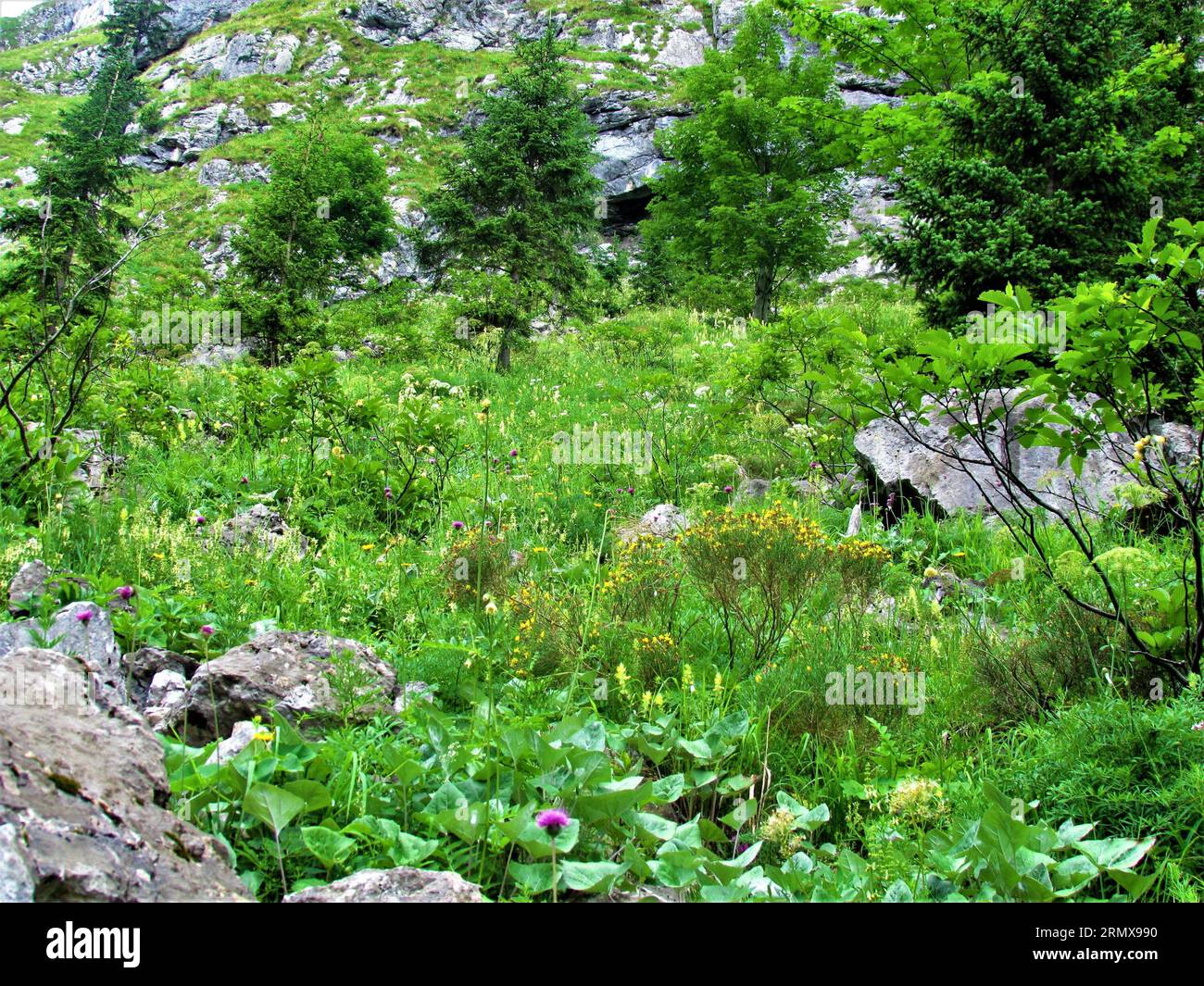 Colorful mountain meadow with yellow flowering Genista radiata and Rhamnus fallax bushes and spruce trees in the back in Julian alps (Slovenia) Stock Photo
