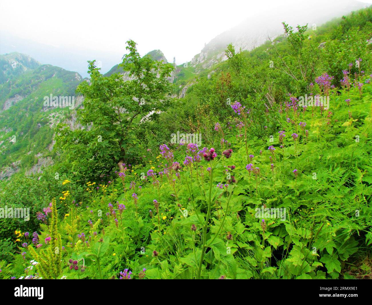 Colorful alpine meadow full of tall blooming pink alpine blue-sow-thistle (Cicerbita alpina) and yellow flowers with a mountain ridge in the back at C Stock Photo