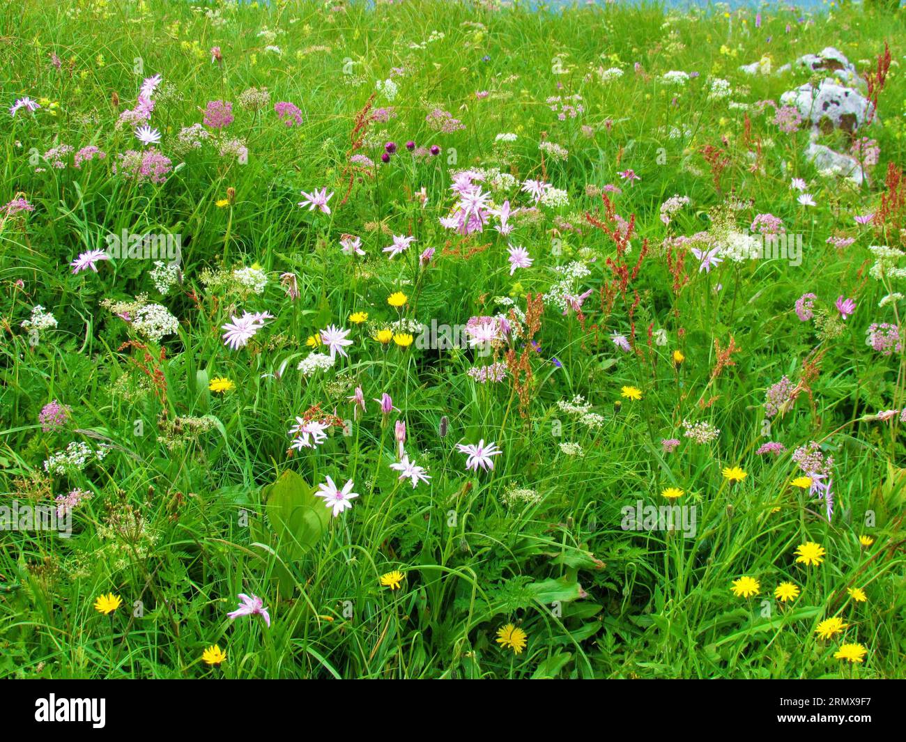 Colorful mountain meadow full of white, pink and yellow flowers including Heracleum austriacum and Scorzonera rosea at Crna Prst in Julian alps and Tr Stock Photo