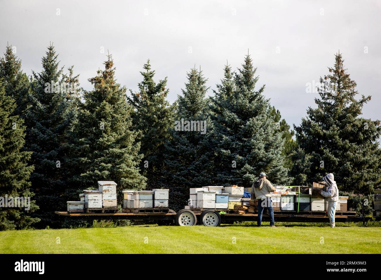 Beekeepers return bees after they fell from a truck carrying hives