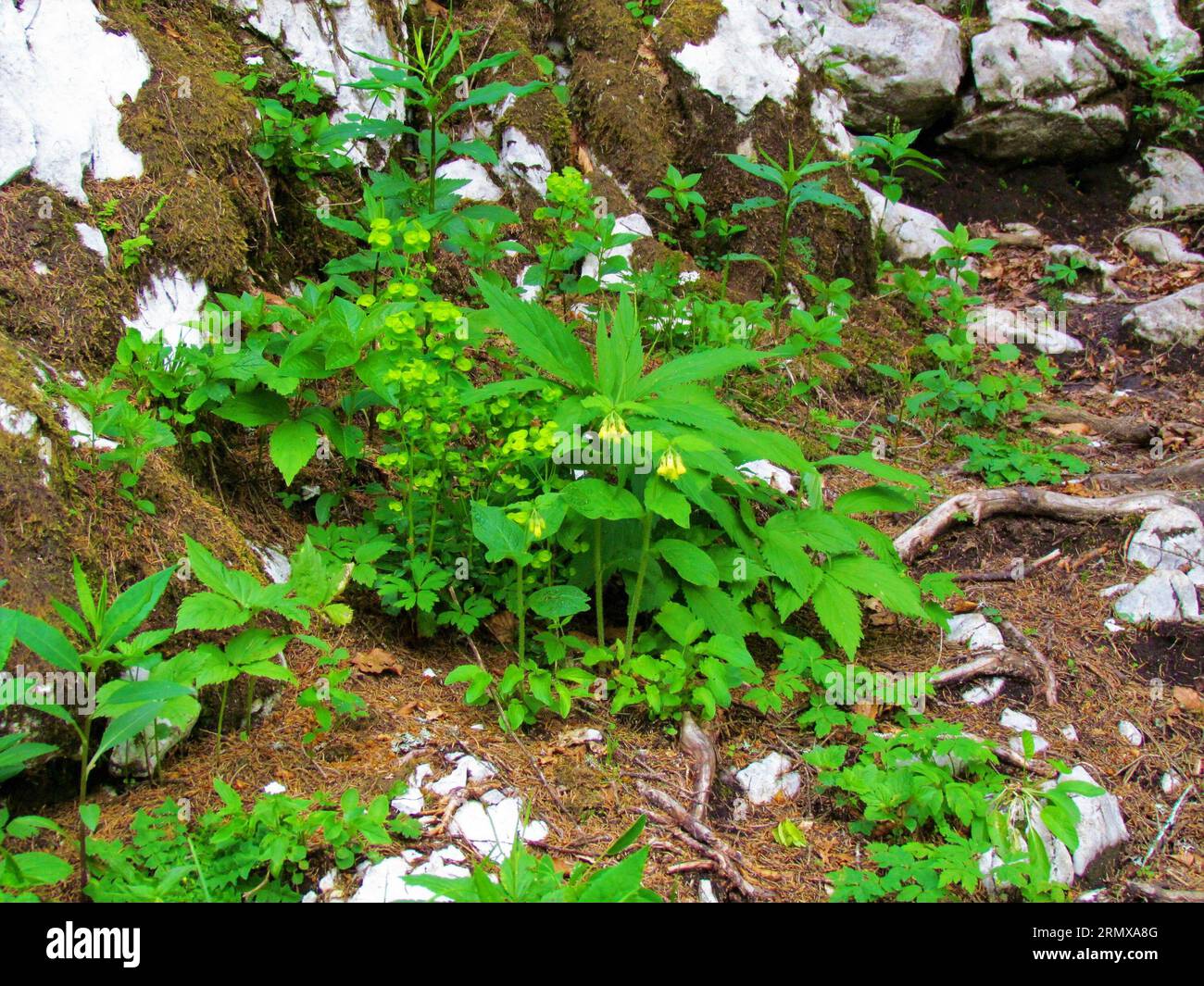 Garden of drooping bittercress (Cardamine enneaphyllos) and spurge (Euphorbia spp.) plants in the spring Stock Photo