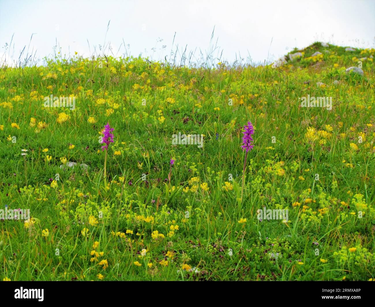 Close up of a pair of Early purple orchids (Orchis mascula) growing on a mountain meadow together with common kidneyvetch (Anthyllis vulneraria) Stock Photo