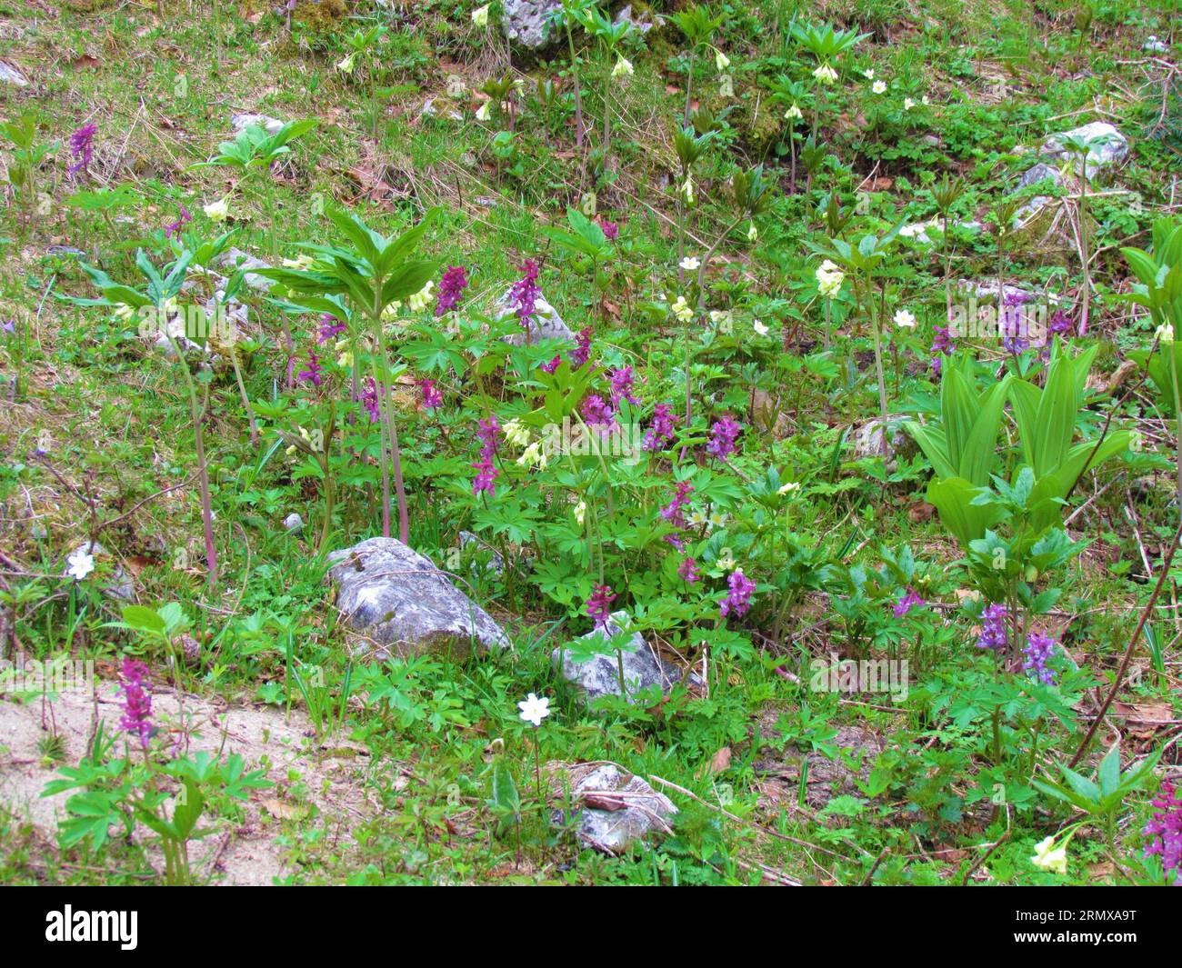 Spring garden of fumewort (Corydalis solida) and drooping bittercress (Cardamine enneaphyllos) with rocks covering the ground Stock Photo