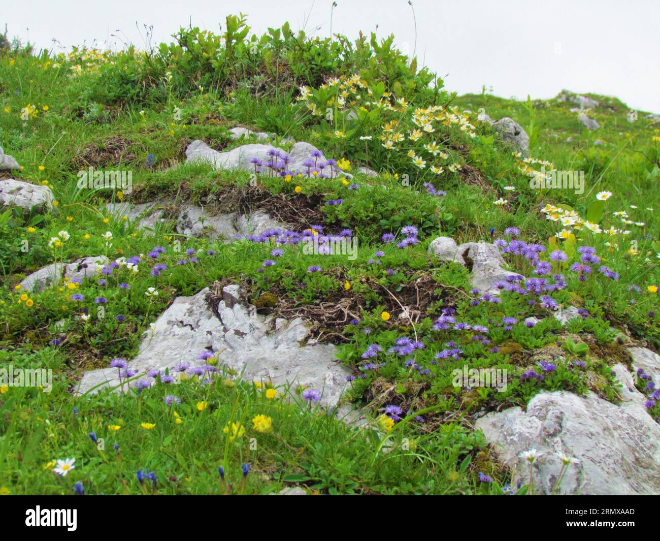 Rock garden of Globularia nudicaulis, mountain avens (Dryas octopetala) and kidney vetch (Anthyllis vulneraria) Stock Photo