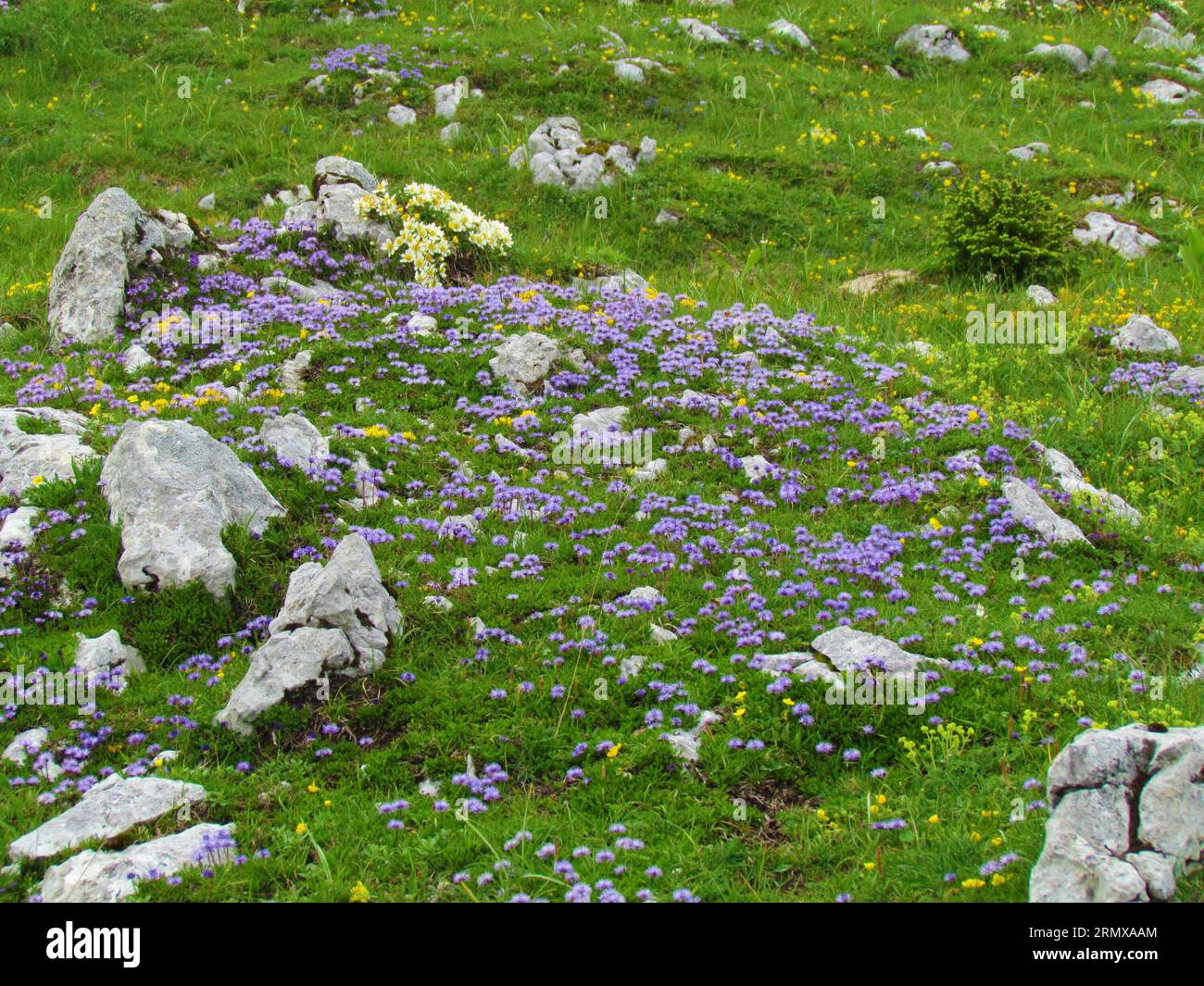Rock garden of Globularia nudicaulis with a small patch mountain avens (Dryas octopetala) growing in the back Stock Photo