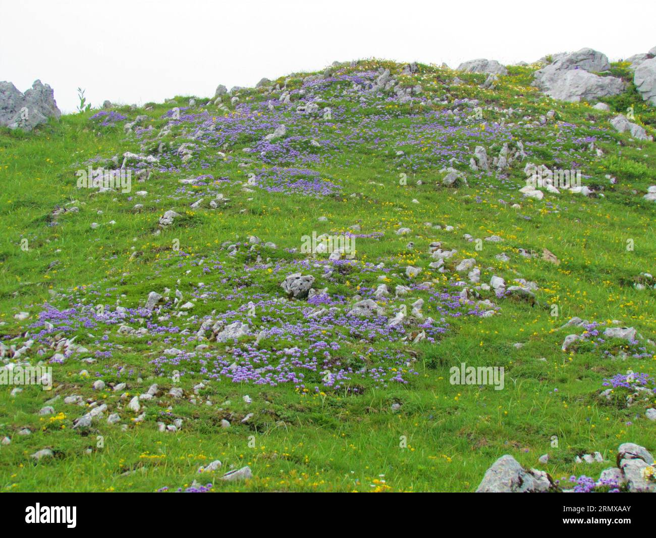 Large patch of Globularia nudicaulis growing on a grassy mountain slope covered with rocks in Slovenia Stock Photo