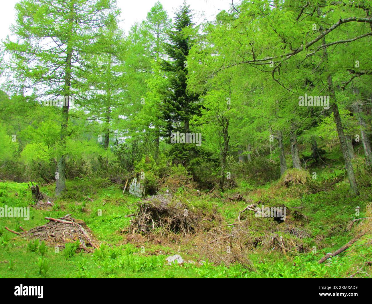 Mountain larch (Larix decidua) and spruce (Picea abies) forest with creeping pine (Pinus mugo) bushes growing in the midst and spring vegetation cover Stock Photo