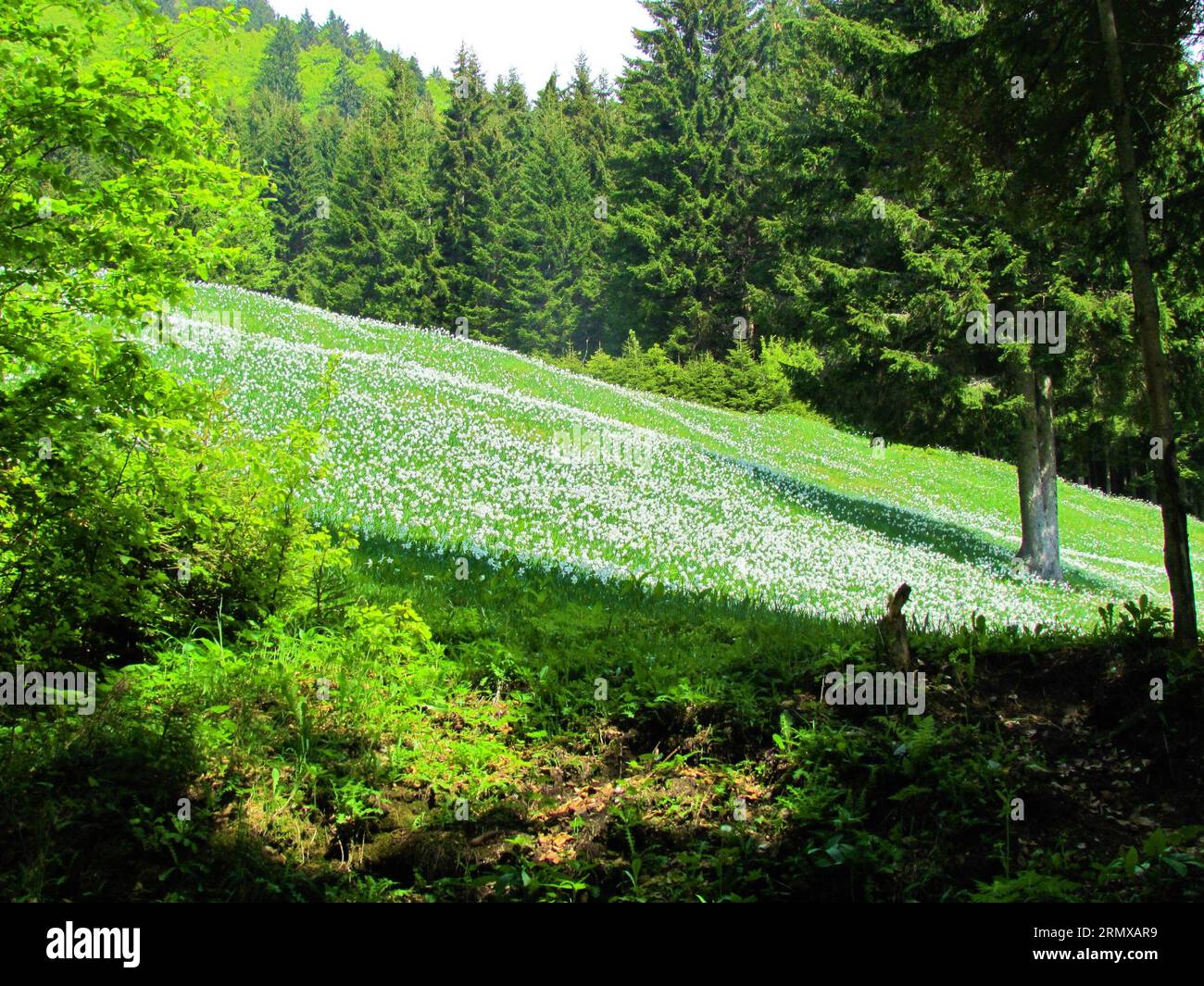 Field of white blooming Narcissus poeticus ssp. radiiflorus surrounded by a forest under Golica in Karavanke mountains in Gorenjska region of Slovenia Stock Photo
