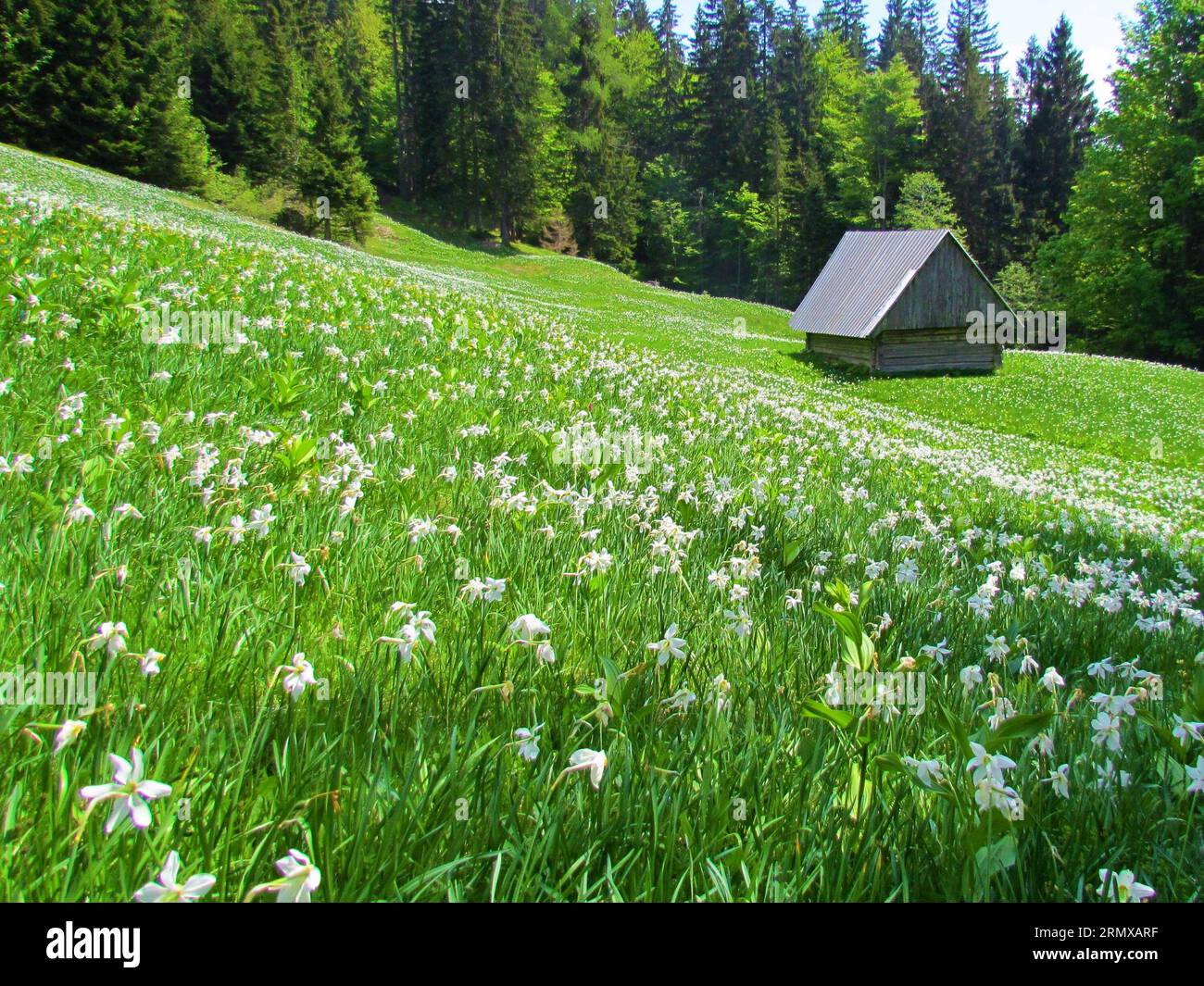 Field of white blooming Narcissus poeticus ssp. radiiflorus surrounded by a forest under Golica in Karavanke mountains in Gorenjska region of Slovenia Stock Photo