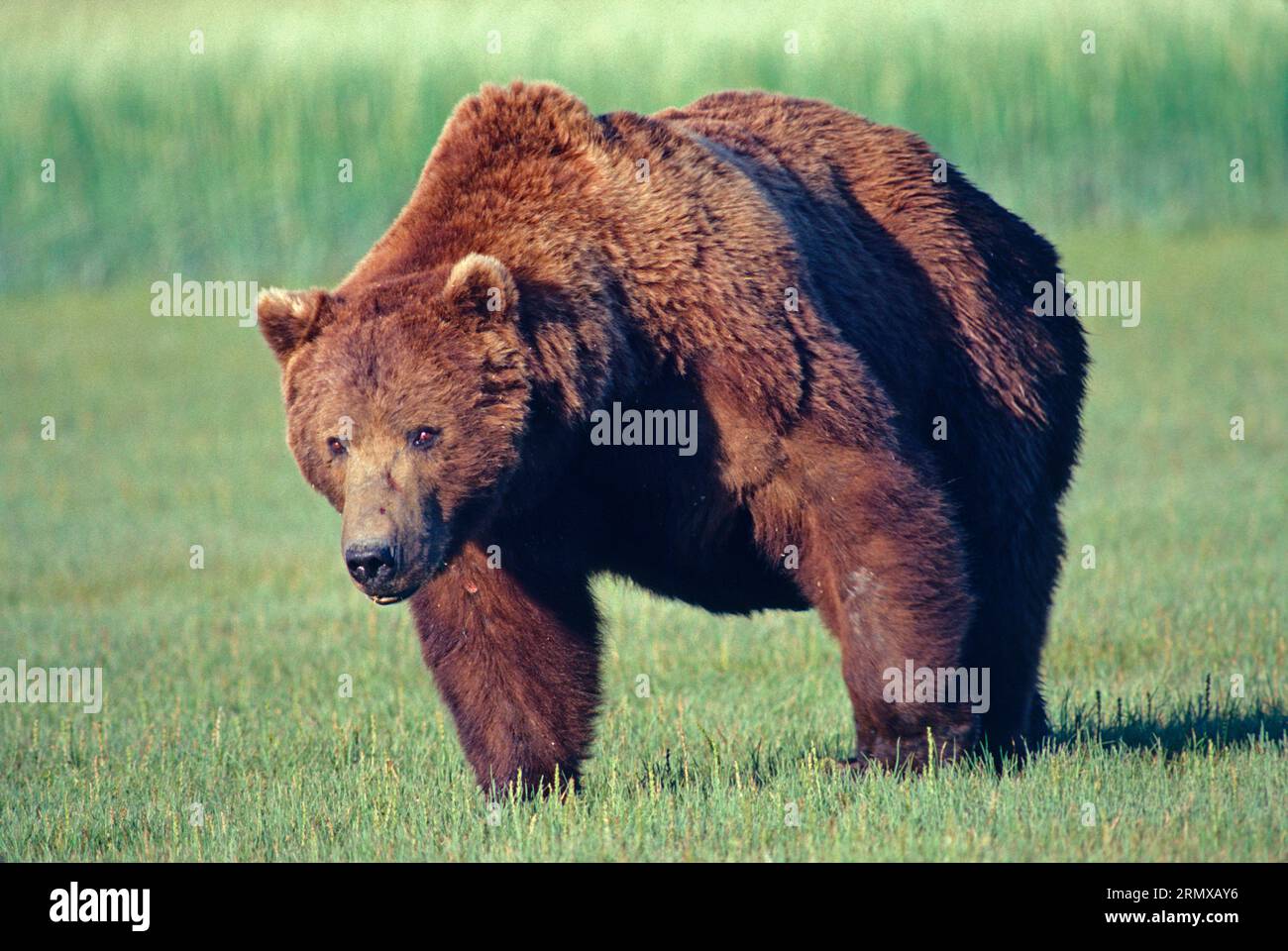 North America. Alaskan Brown Bear. Coastal Grizzly Bear. Adult bear. (Ursus arctos gyas). Stock Photo