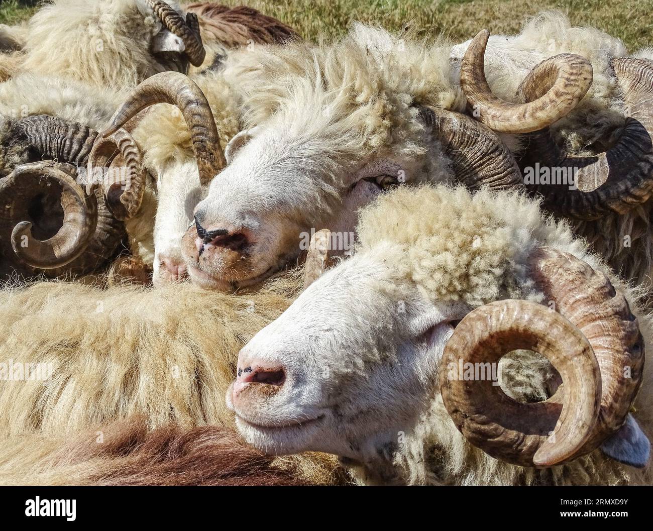 Flock of rams in Romania Stock Photo - Alamy
