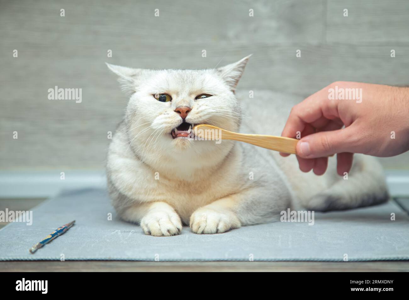 cat human teeth
