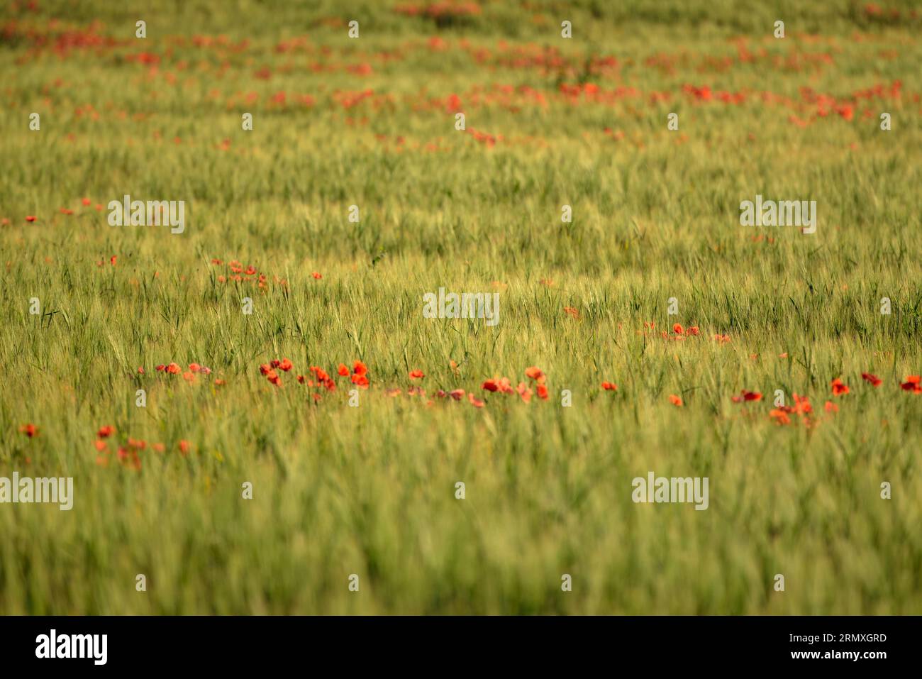 A flowery field in spring in Santa Eulàlia de Ronçana (Vallès Oriental, Barcelona, Catalonia, Spain) ESP: Un campo florido en primavera en España Stock Photo