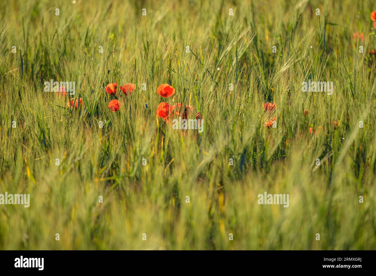 A flowery field in spring in Santa Eulàlia de Ronçana (Vallès Oriental, Barcelona, Catalonia, Spain) ESP: Un campo florido en primavera en España Stock Photo