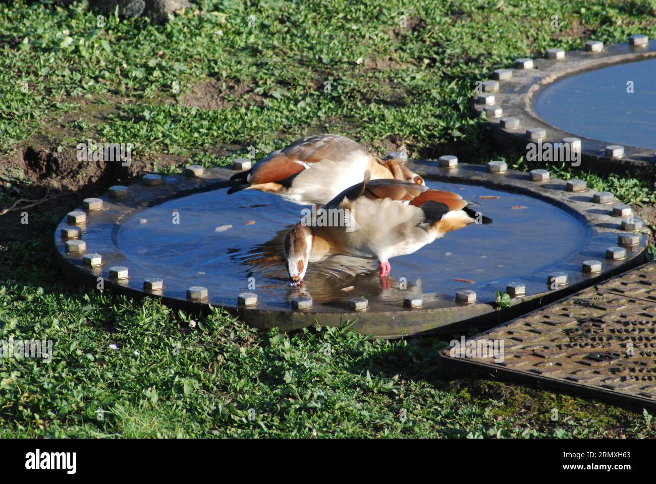 A pair of Egyptian geese (Alopochen aegyptiaca) drinking water in industrial area. This ornamental duck has been introduced outside its native Africa. Stock Photo