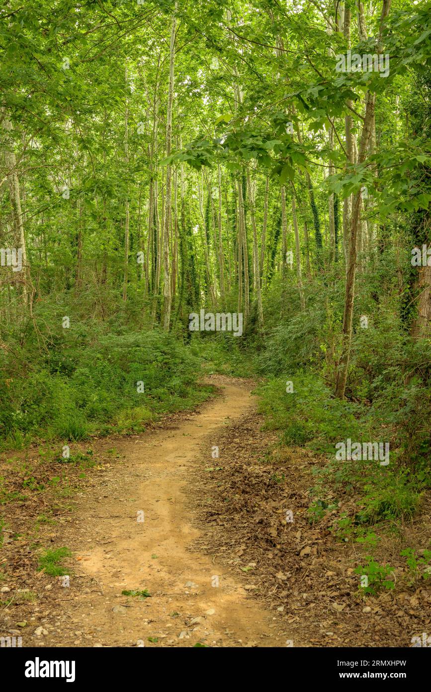 Sendero en primavera hi-res stock photography and images - Alamy
